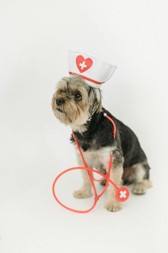 Popular Pet Health Wearables