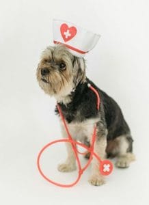Popular Pet Health Wearables
