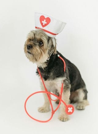 Popular Pet Health Wearables