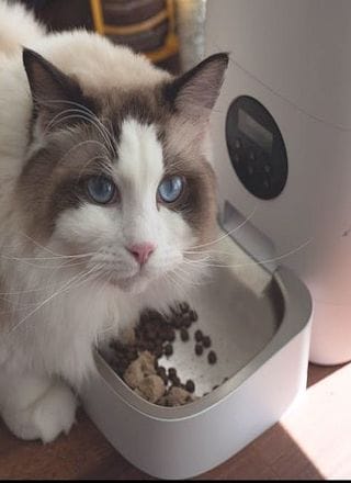 The Best Budget Automatic Cat Feeder-320x440