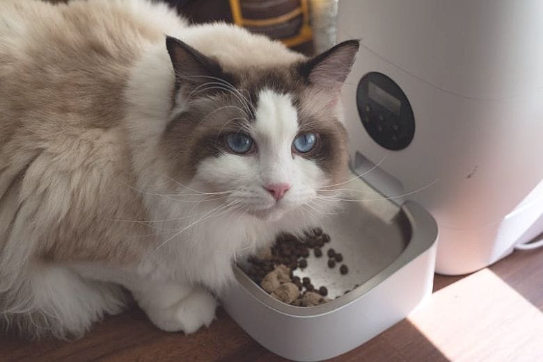 The Best Budget Automatic Cat Feeder