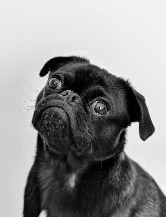 The Best Pet Supplies