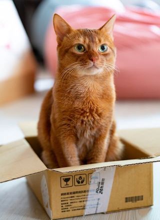 The Best Self-Cleaning Litter Boxes for Hassle-Free Cat Care-320x440